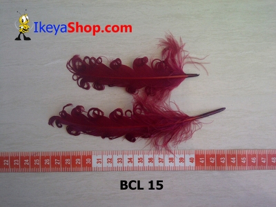 BCL 15  large2
